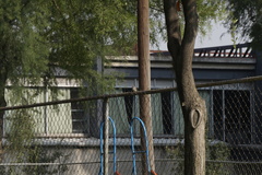 Pyrocephalus rubinus