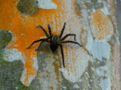 Cupiennius salei