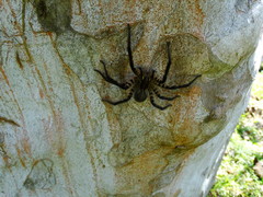 Cupiennius salei