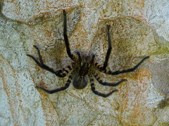 Cupiennius salei