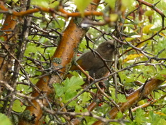 Trochalopteron elliotii