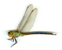 Coryphaeschna adnexa