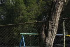 Pyrocephalus rubinus