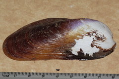 Modiolus albicosta
