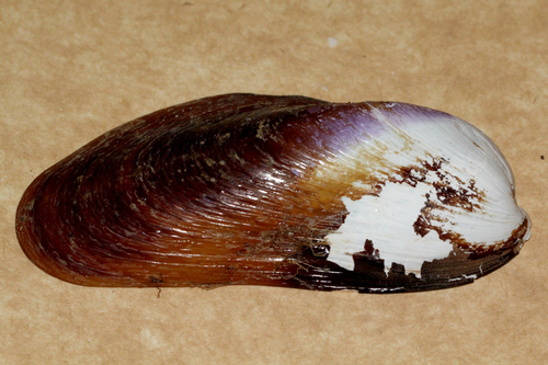 Modiolus albicosta image