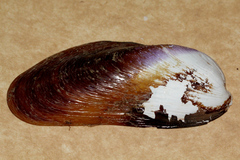 Image of Modiolus albicosta