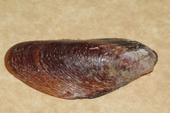 Modiolus albicosta