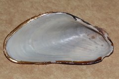 Modiolus albicosta