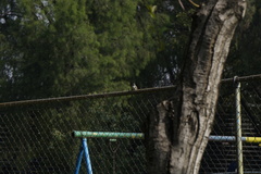 Pyrocephalus rubinus