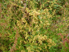 Artemisia
