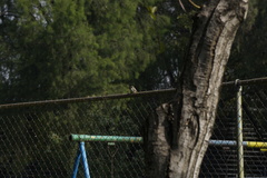 Pyrocephalus rubinus