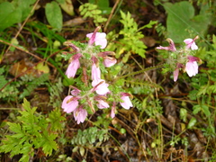 Pedicularis
