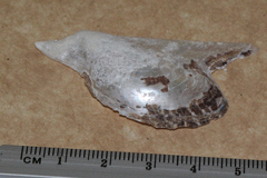 Pteriidae