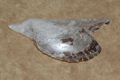 Pteriidae