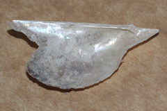 Pteriidae