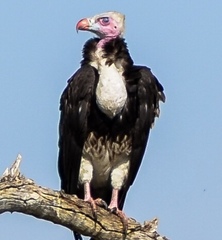 Trigonoceps occipitalis