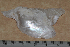Pteria