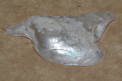 Pteria