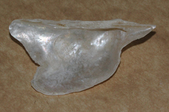 Pteria