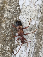 Coptocercus aberrans