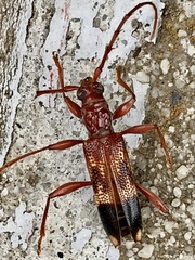 Coptocercus aberrans