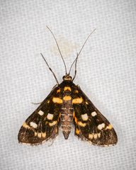 Diathrausta ochreipennis