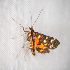 Diathrausta ochreipennis