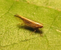 Stenocranus dorsalis