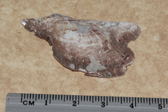 Pteria