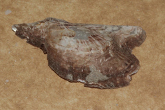 Pteria