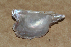 Pteria