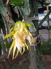 Selenicereus undatus