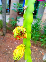 Selenicereus undatus