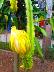 Selenicereus undatus