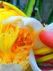 Selenicereus undatus