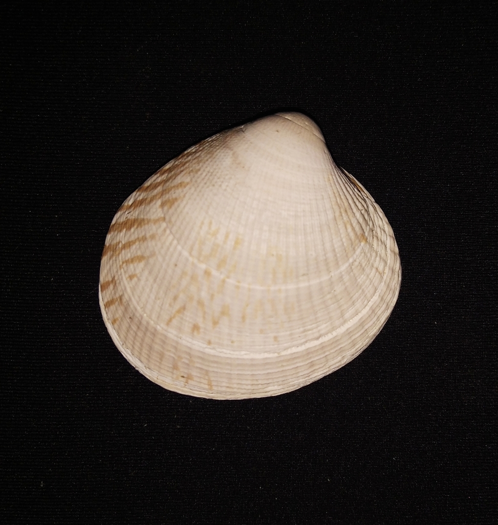 Leukoma asperrima