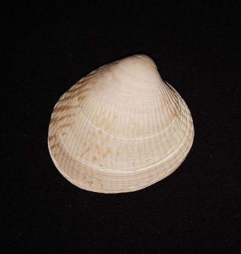 Leukoma asperrima