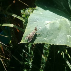 Paramantispa decorata