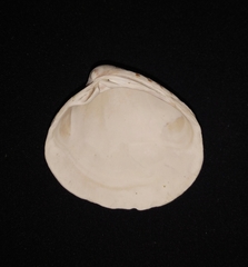 Leukoma asperrima