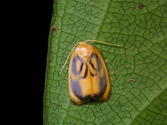 Trischalis subaurana