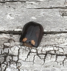 Oryctomorphus bimaculatus