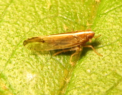 Stenocranus dorsalis