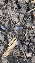 Armadillidium vulgare