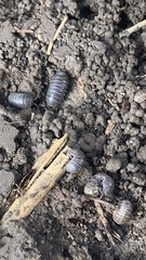 Armadillidium vulgare