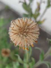 Heterotheca inuloides