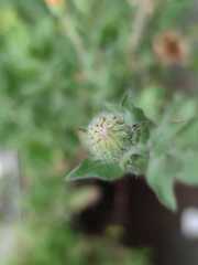 Heterotheca inuloides