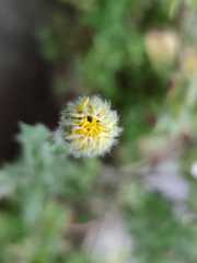 Heterotheca inuloides