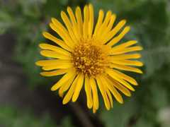 Heterotheca inuloides