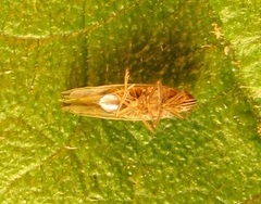 Stenocranus dorsalis