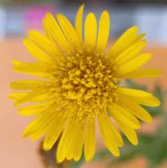 Heterotheca inuloides